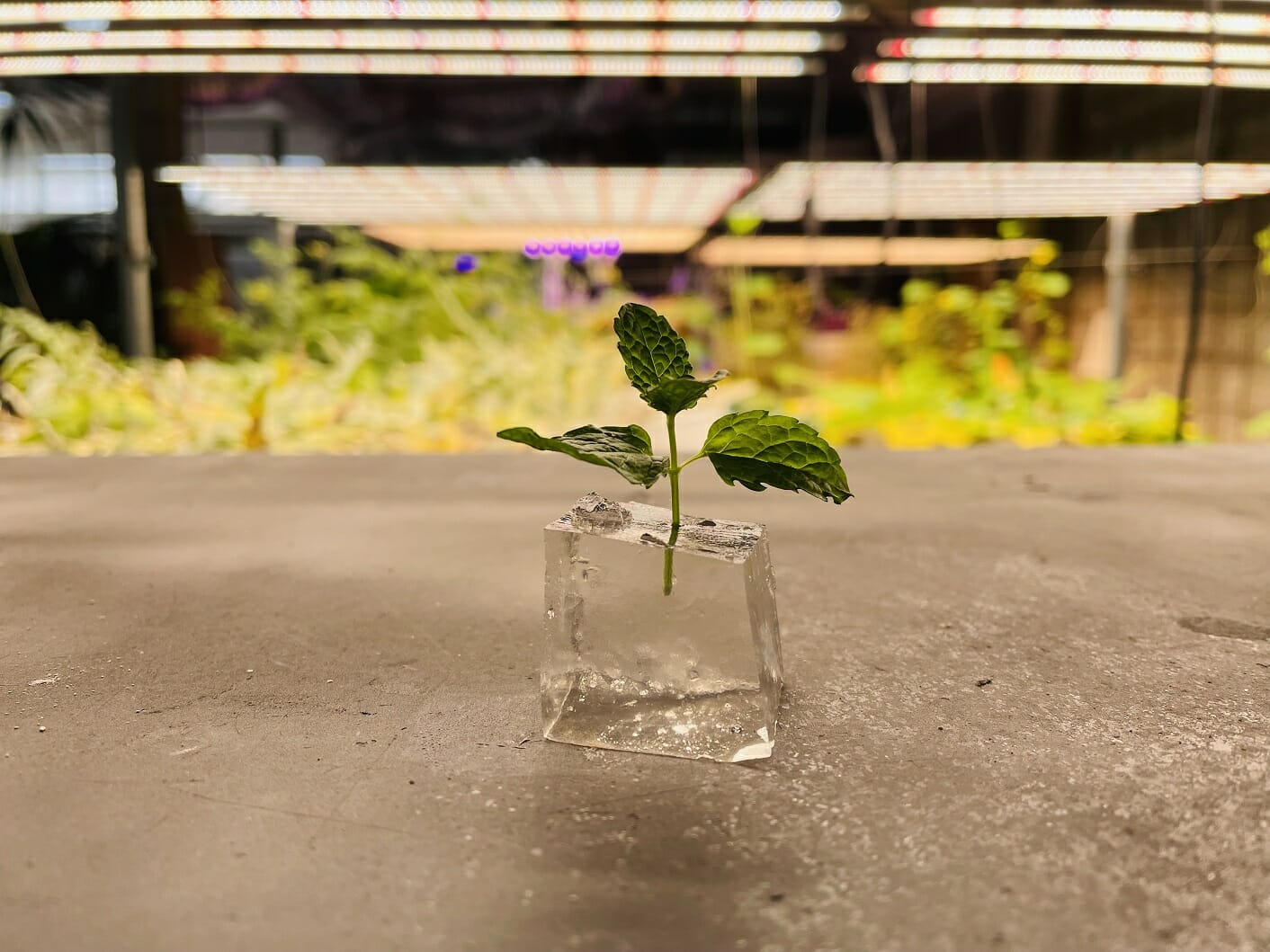 TomGrow-MeduimX